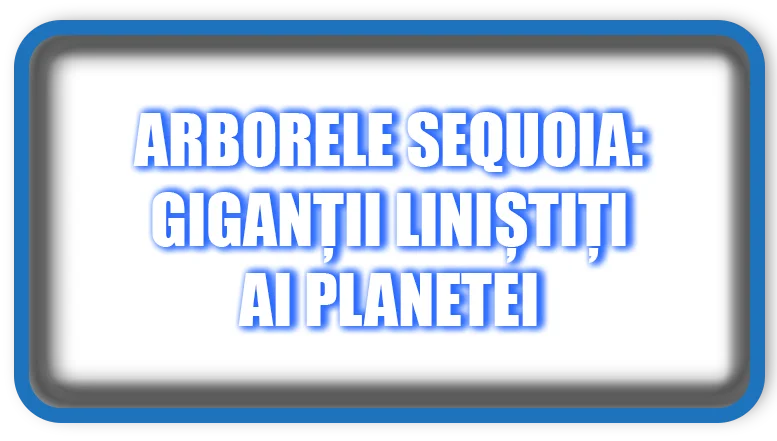 Arborele Sequoia Giganții liniștiți ai planetei