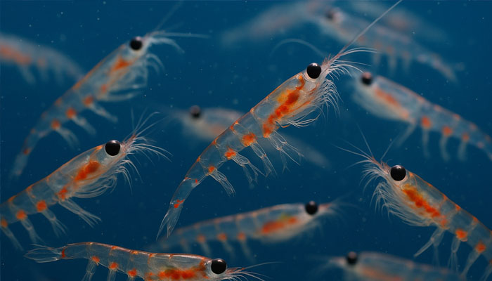 Krillul antarctic domină planeta